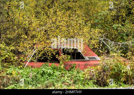 Rottame auto cresciuto da foresta, Bastnaes auto cimitero, Vaermland, Svezia Foto Stock