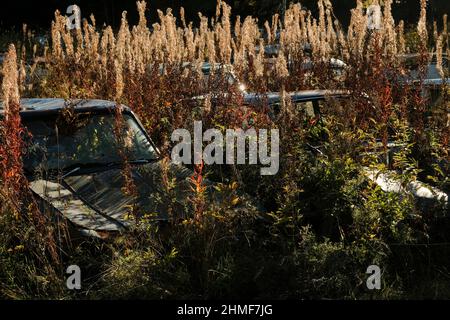 Rottami di automobili sopraffolte da cespugli, Bastnaes auto cimitero, Vaermland, Svezia Foto Stock