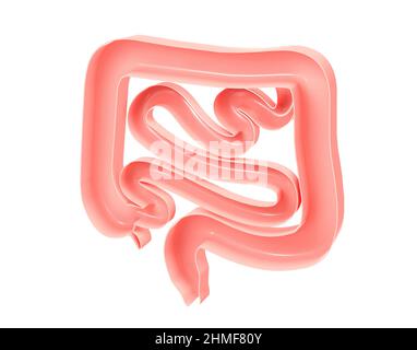 Illustrazione anatomica 3D dell'intestino grande e piccolo. Mostra l'immagine ritagliata interna aperta su sfondo bianco. Foto Stock