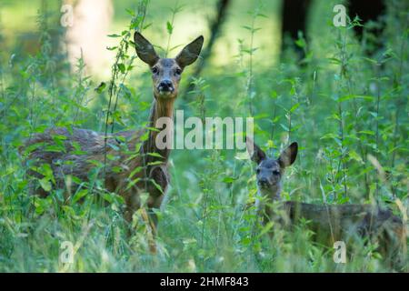 Capriolo europeo (Capreolus capreolus), capriolo con pegno, femmina, Vechta, bassa Sassonia, Germania Foto Stock