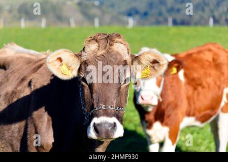 Lattine domestiche femminili (Bos taurus) senza corno, curioso mucche al pascolo, Reschenpass, Italia Foto Stock