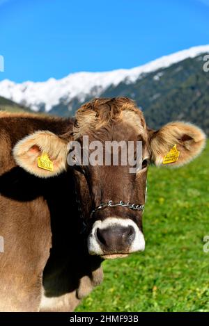 Lattine domestiche femminili (Bos taurus) senza corno, curioso mucche al pascolo, Reschenpass, Italia Foto Stock