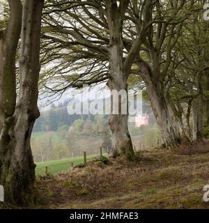 Il castello rosa a Craigievar in Scozia in una mattinata di Misty in primavera visto da un legno di albero di faggio (Fagus Sylvatica) Foto Stock