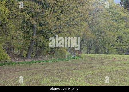 Linee di curvatura di seminatrici seminate di recente in un campo delimitato da boschi decidui in primavera Foto Stock