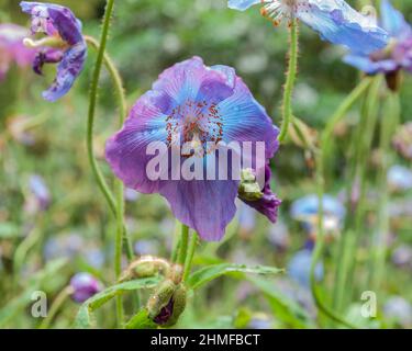 Un papavero Himalayano blu, Meconopsis, che ha toni viola, crescendo tra un mix di blu cielo e viola-viola fiori. Foto Stock