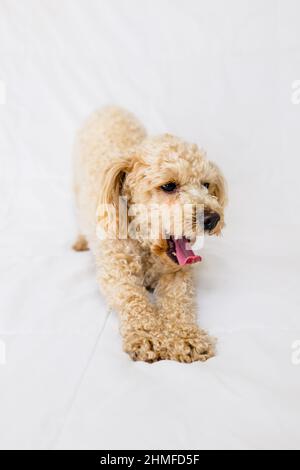 Yorkiepo cane stretching e yawning Foto Stock