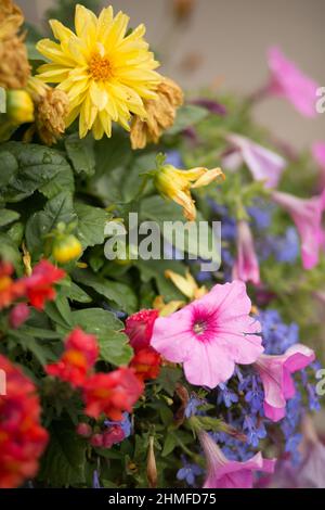 Assortimento colorato di fiori dal vivo Foto Stock