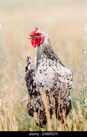 Silver laced Wyanotte Hen primo piano Foto Stock