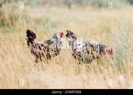 Due galline Wyanotte lacciate d'argento Free Ranging Foto Stock