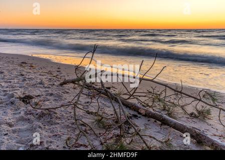 Driftwood sulla spiaggia del Mar Baltico a Rügen al tramonto Foto Stock