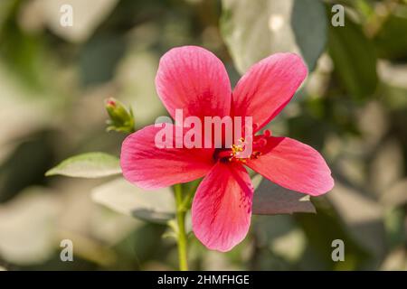 Primo piano di un fiore in fiore chiamato Hibiscus rosa-sinensis nel giardino Foto Stock