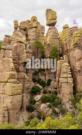 Alti pini che crescono tra le formazioni rocciose degli hoodoo sul sentiero dell'Echo Canyon nelle montagne Chiricahua del sud-est dell'Arizona Foto Stock