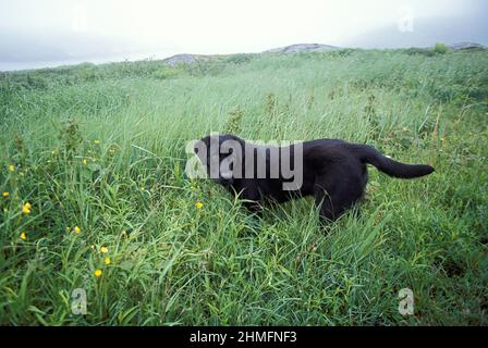 Terranova Dog, Terranova, Canada Foto Stock