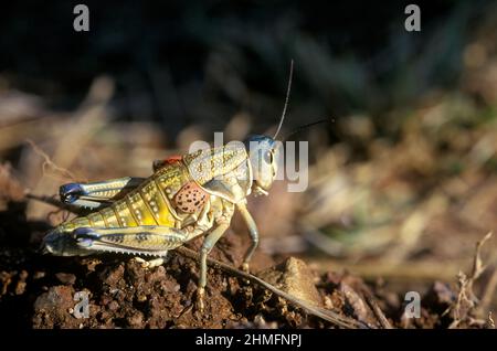 Cavalletta di lubber delle pianure (Brachystola magna, Romaleidae), Arizona meridionale, Stati Uniti Foto Stock