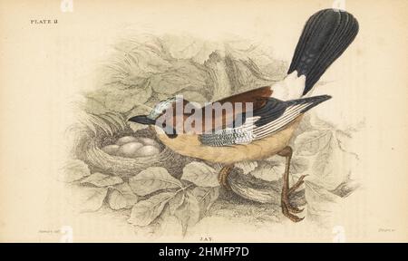 Garrulus glandarius, con nido e uova. Incisione a mano in acciaio di Lizars dopo un'illustrazione di James Stewart da J.M. Bechstein’s Cage and Chamber-Birds, George Bell, Covent Garden, Londra, 1889. Foto Stock