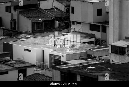 Vita aerea della città a Quito, Ecuador. Due uomini al lavoro, pulendo un tetto in bianco e nero. Foto Stock