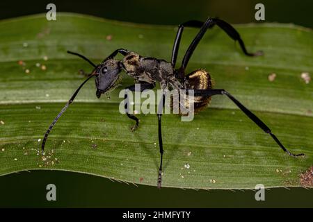 Femmina Adulto scintillante Golden Sugar ANT della specie Camponotus sericeiventris Foto Stock