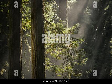 Mattina presto soleggiato nella foresta di sequoie. Travi di sole che arrivano attraverso il bosco. California del Nord, Stati Uniti d'America. Foto Stock