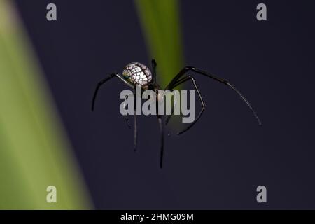 Piccolo ragno di frutteto del genere Leucauge Foto Stock