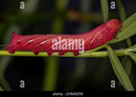 Catterpilastro di Sfinge a fascia Moth della specie Eumorfa fascatus Foto Stock