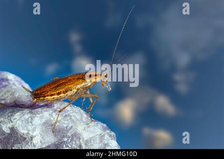 Il tedesco scarafaggio (Blattella germanica) Foto Stock