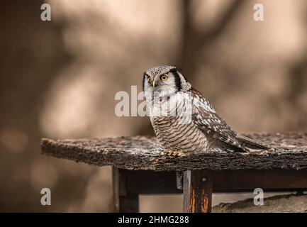 Falco-gufo settentrionale (ulula di Surnia) Foto Stock