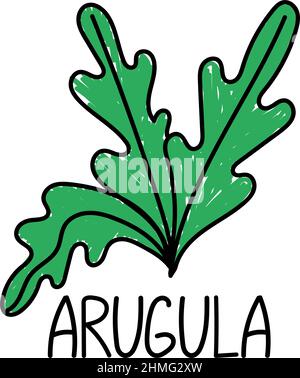 Rucola, elemento disegnato in stile doodle. Modello di design con logo e emblema - erbe e spezie - rucola. Illustrazione Vettoriale