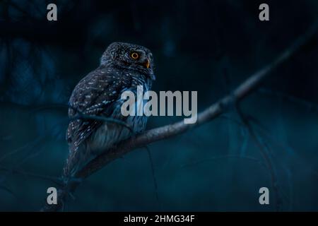 Gufo pirosiano (Glaucidium passerinum) Foto Stock