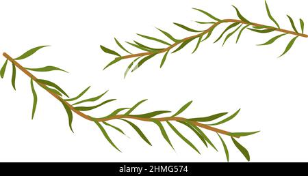 Vettore di rami di erbe fresche di rosmarino o origano Illustrazione Vettoriale