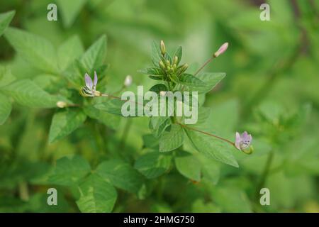 Cleome rutidosperma (fiore di ragno frangiato, cleome viola, ungu mamman, lanang mamman) con sfondo naturale Foto Stock