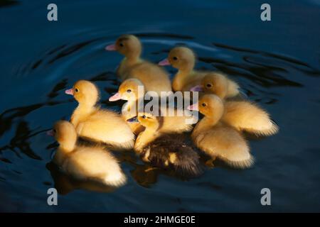 Una zattera di giovani anatroccoli domestici che nuotano in un laghetto residenziale in una fattoria aperta alla luce del sole. Foto Stock