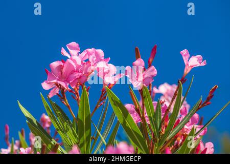 L'oleandro di Nerium fiorisce su uno sfondo cielo blu. Foto Stock