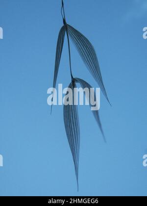 Lama asciutta di erba di fronte al cielo blu Foto Stock