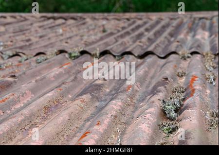 Un vecchio tetto di ferro corrugato ha una certa ruggine e muschio su di esso Foto Stock