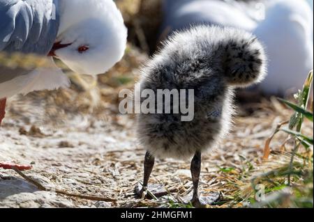 Un pulcino di gabbiano arrossito e gonfio rosso è grooming se stesso, la sua madre sta facendo lo stesso nello sfondo Foto Stock