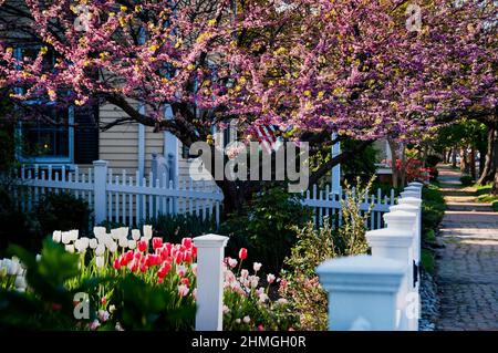 Oxford è una città di waterman lungo il fiume Tred Avon, un tempo porto coloniale, ora porta di accesso alla Baia di Chesapeake, Maryland. Foto Stock