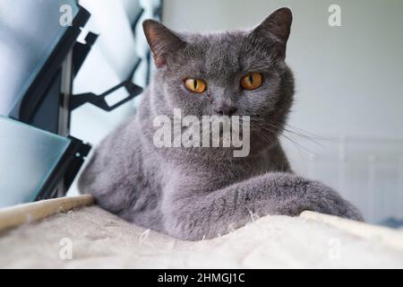 Gatto britannico Shortair che guarda la fotocamera Foto Stock