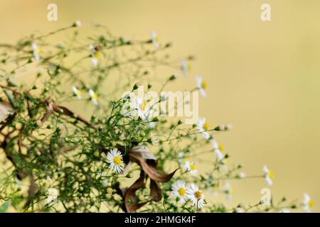 Anthemis arvensis, anche noto campo camomilla fiori in natura è una specie di piante ornamentali fiorite. Sfondo chiaro sfocato, spazio di copia. Foto Stock