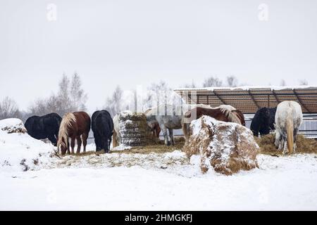 Diversi cavalli aratro che si nutrono di fieno in paddock in fattoria durante la stagione invernale Foto Stock