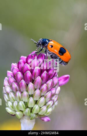 Formica Bag Beetle - Clytra Laeviscula - su cipolla a testa sferica o Leek a testa tonda - Allium Sphaerocephalon Foto Stock