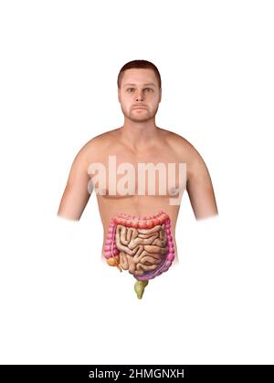 Intestino crasso e piccolo isolato su bianco. Anatomia del sistema digestivo umano. Tratto gastrointestinale. illustrazione del rendering 3d Foto Stock