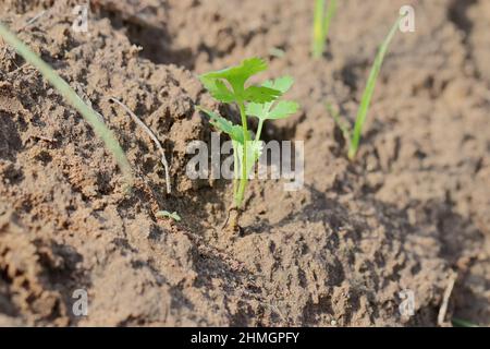 Foto da vicino della pianta di Coriander coltivata nel campo Foto Stock