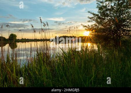 Tramonto sul lago con canne verdi, vista della primavera Foto Stock