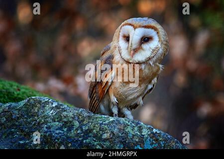 Gufo nella foresta scura. Gufo di granaio, Tito alba, uccello bello seduto sul vecchio ceppo di albero con felce verde, bel verde chiaro offuscato lo sfondo, animale Foto Stock