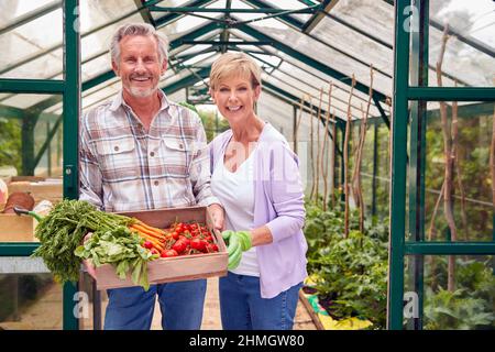 Ritratto di Senior Couple Holding Box di verdure coltivate in casa in serra Foto Stock