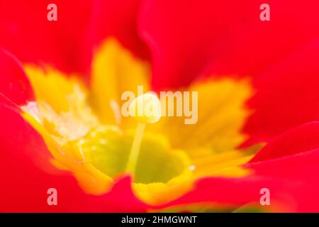 Un primo piano di un colorato primato cultivar (Primula vulgaris) fiore. Foto Stock