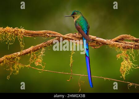 Hummingbird dal Perù, fauna selvatica dalla giungla tropicale. Scena della fauna selvatica dalla natura. Hummingbird Sylph a coda lunga con habitat forestale. Uccello blu con lungo Foto Stock