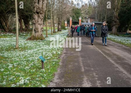 I visitatori del Welford Park, un giardino famoso per le sue nevicate durante il mese di febbraio nel West Berkshire, Inghilterra, Regno Unito Foto Stock