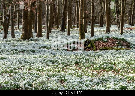 Welford Park Snowdrops, una famosa attrazione turistica nel mese di febbraio nel West Berkshire, Inghilterra, Regno Unito Foto Stock