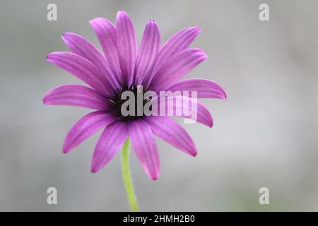 Dimorphotheca ecklonis, noto anche come Capo marguerite Foto Stock